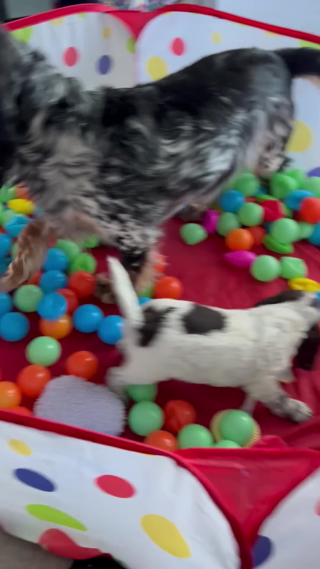 Cocker Spaniel dogs for sale: Cocker spaniel Puppies  - Video 1