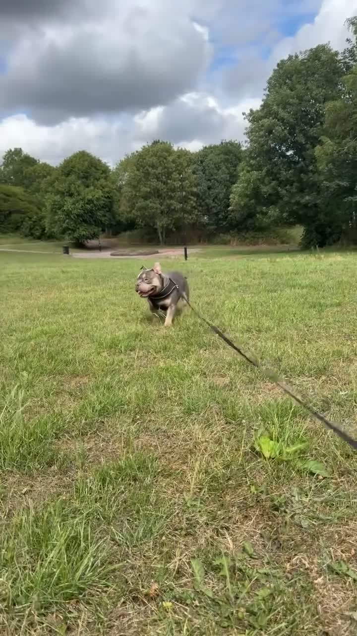 American Bully dogs for stud: Hulk micro bully for stud  - Video 5