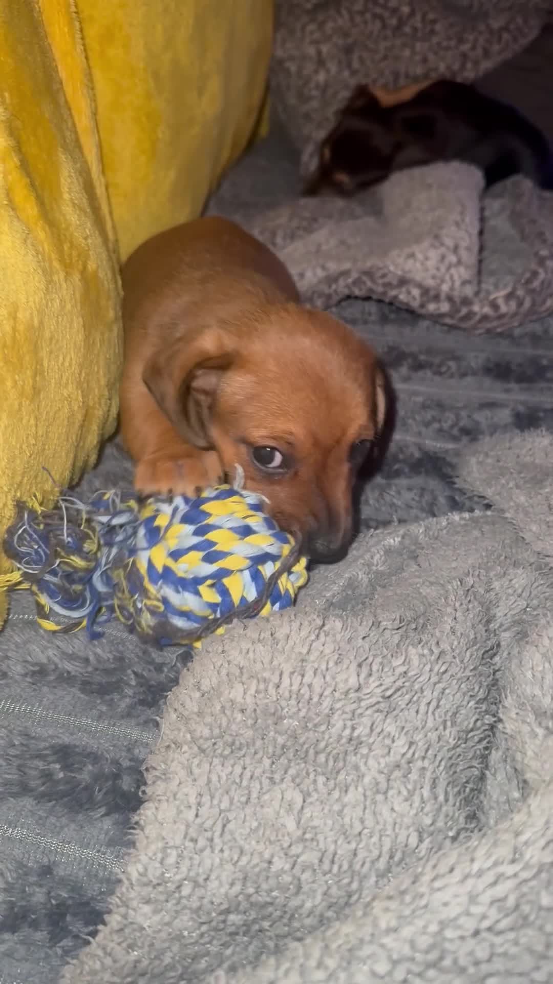 Jackshund dogs for sale: Gorgeous Jackshund boy in Mirfield - Video 1