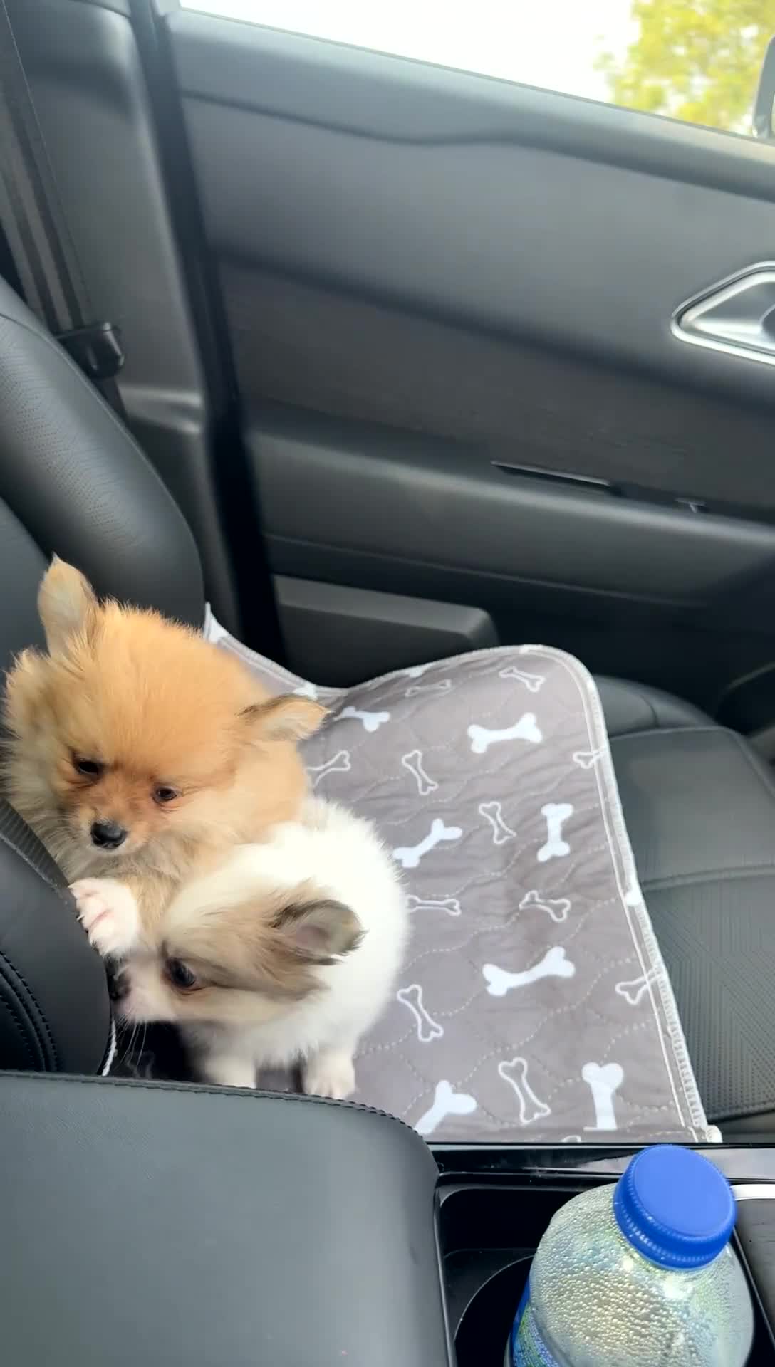 Pomchi dogs for sale: I have to sell my little man - Video 2