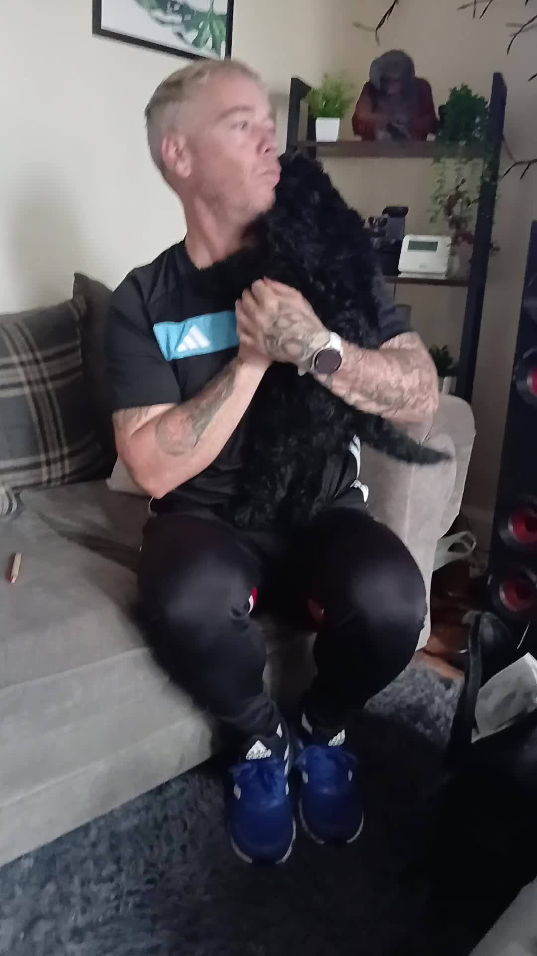 Sheepadoodle dogs for sale: F1b mini sheepadoodles  - Video 2