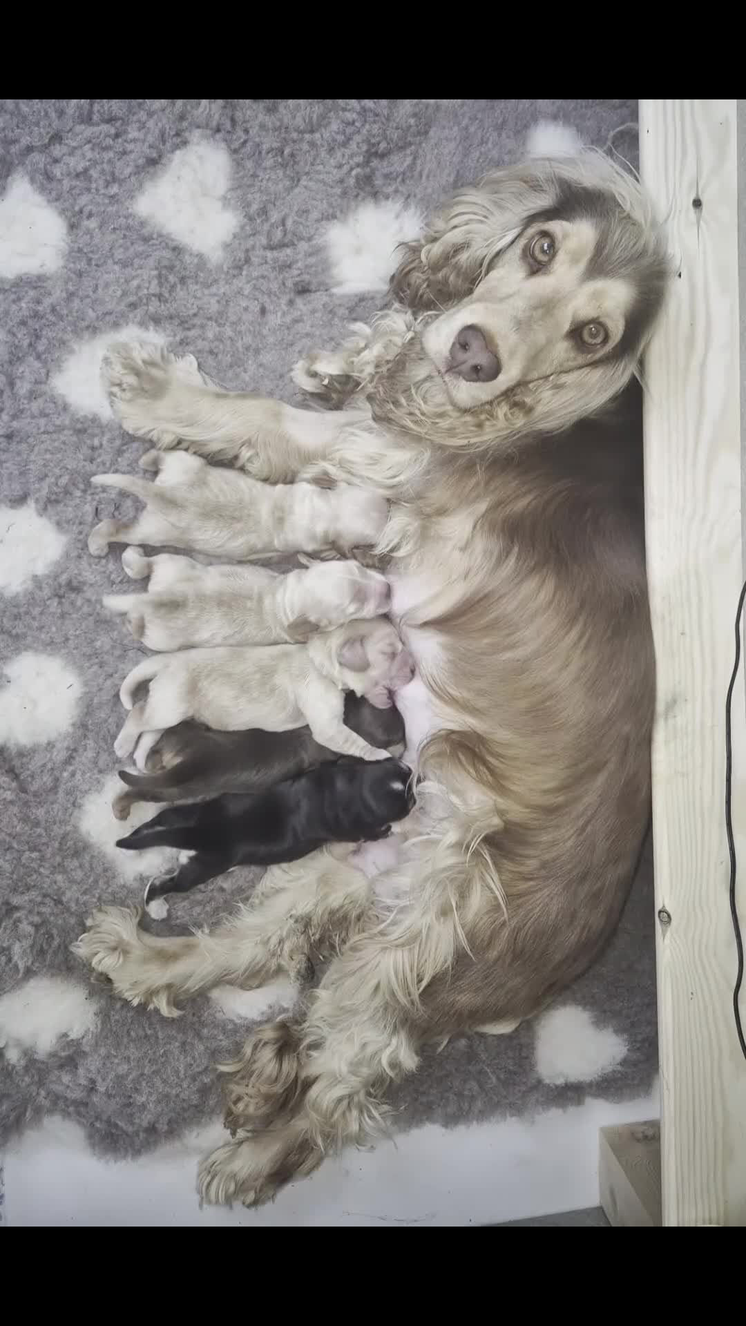 Cocker Spaniel dogs for sale: 🤍 KC Show Cocker Spaniels 🤍 - Video 1