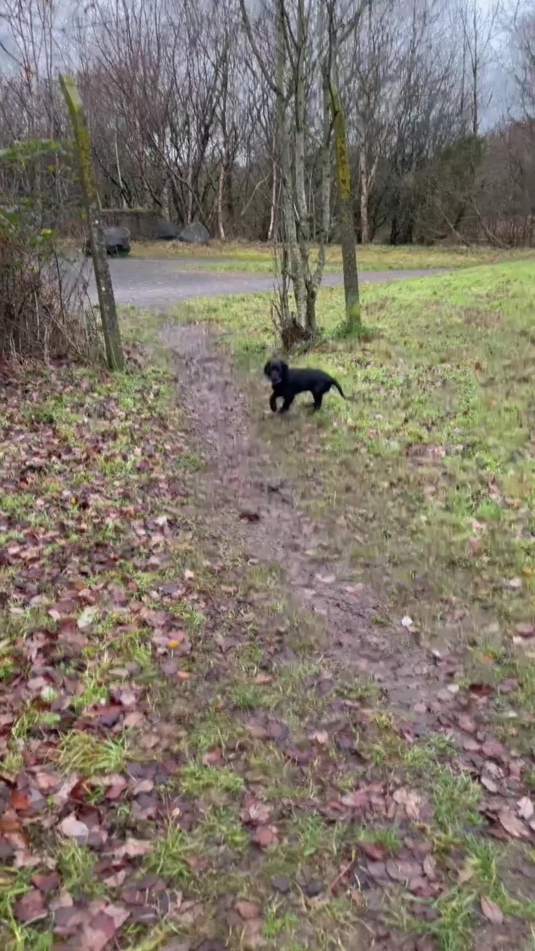 Cocker Spaniel dogs for sale: Shy girl needs quieter home - Video 1