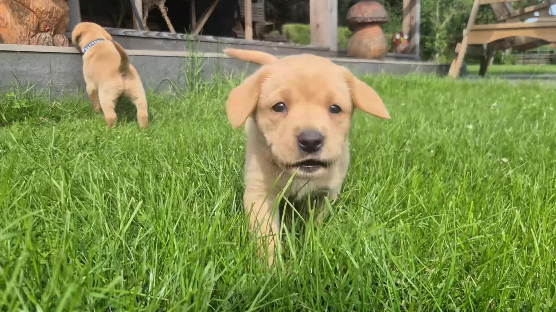 Labrador Retriever dogs for sale: Stunning red/golden labrador puppies - Video 4