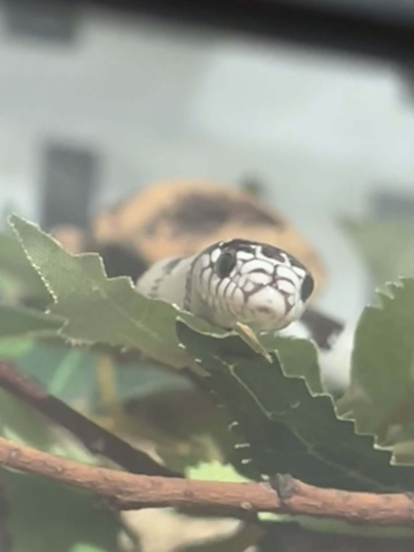 King Snake reptiles for sale: 1 year old California king snake - Video 1