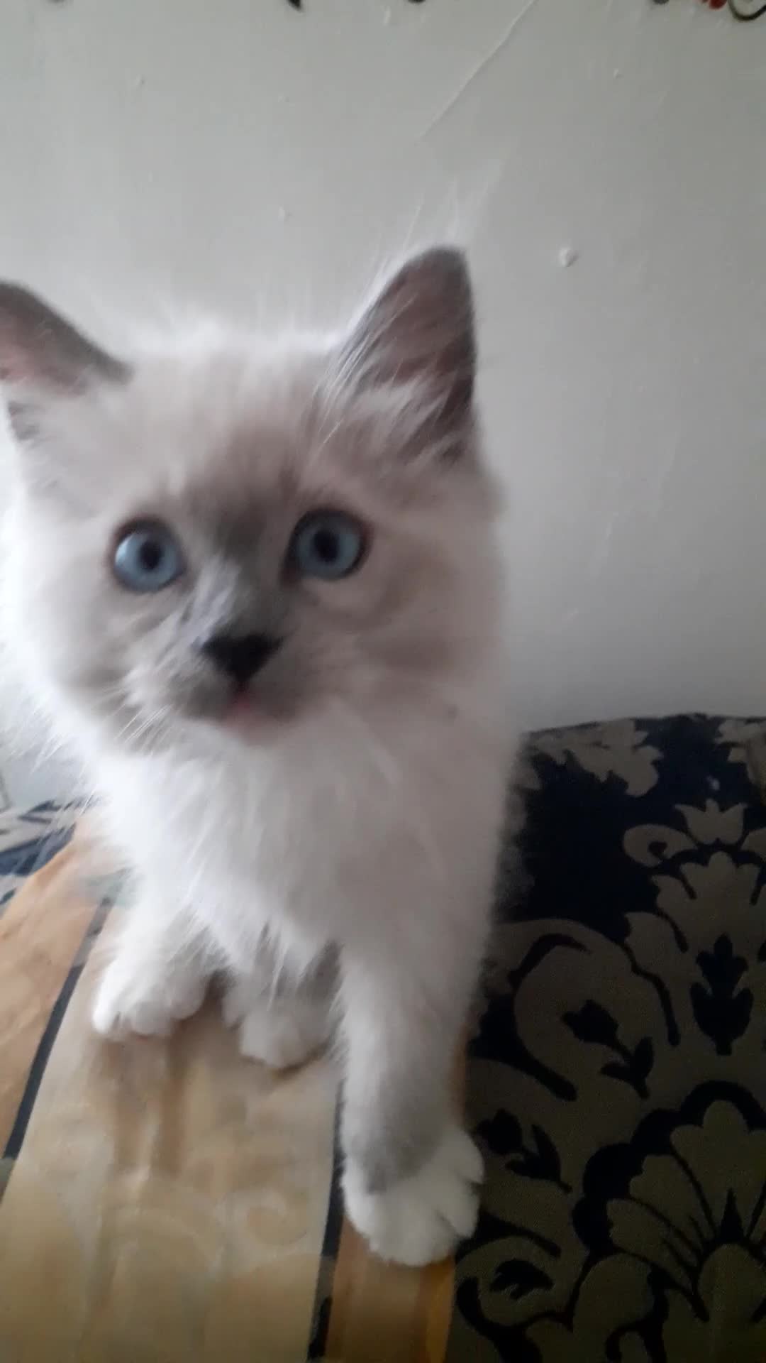 Ragdoll cats for sale: Original purebred Ragdoll kittens.Girl and boy. - Video 2