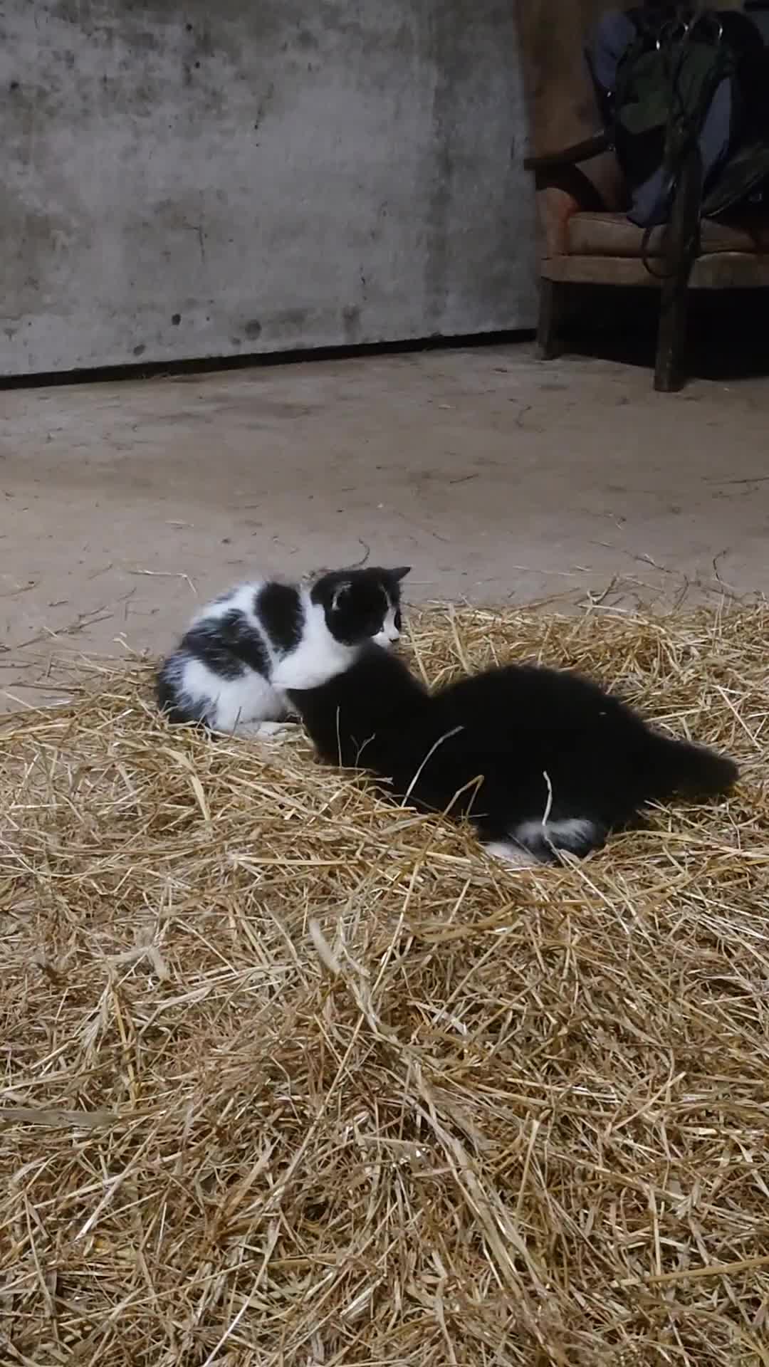 Mixed Breed cats for sale: Friendly farm kittens  - Video 1