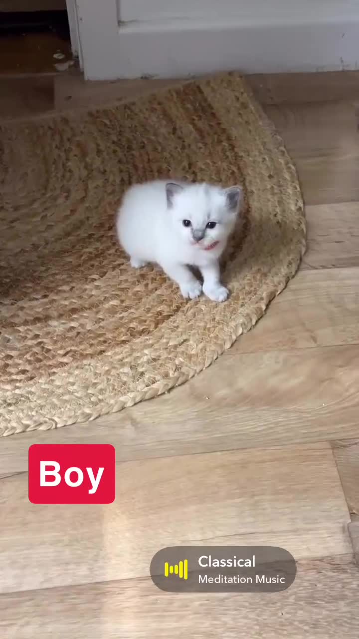 Ragdoll cats for sale: Beautiful Purebred Pedigree Blue Ragdoll Kittens - Video 5