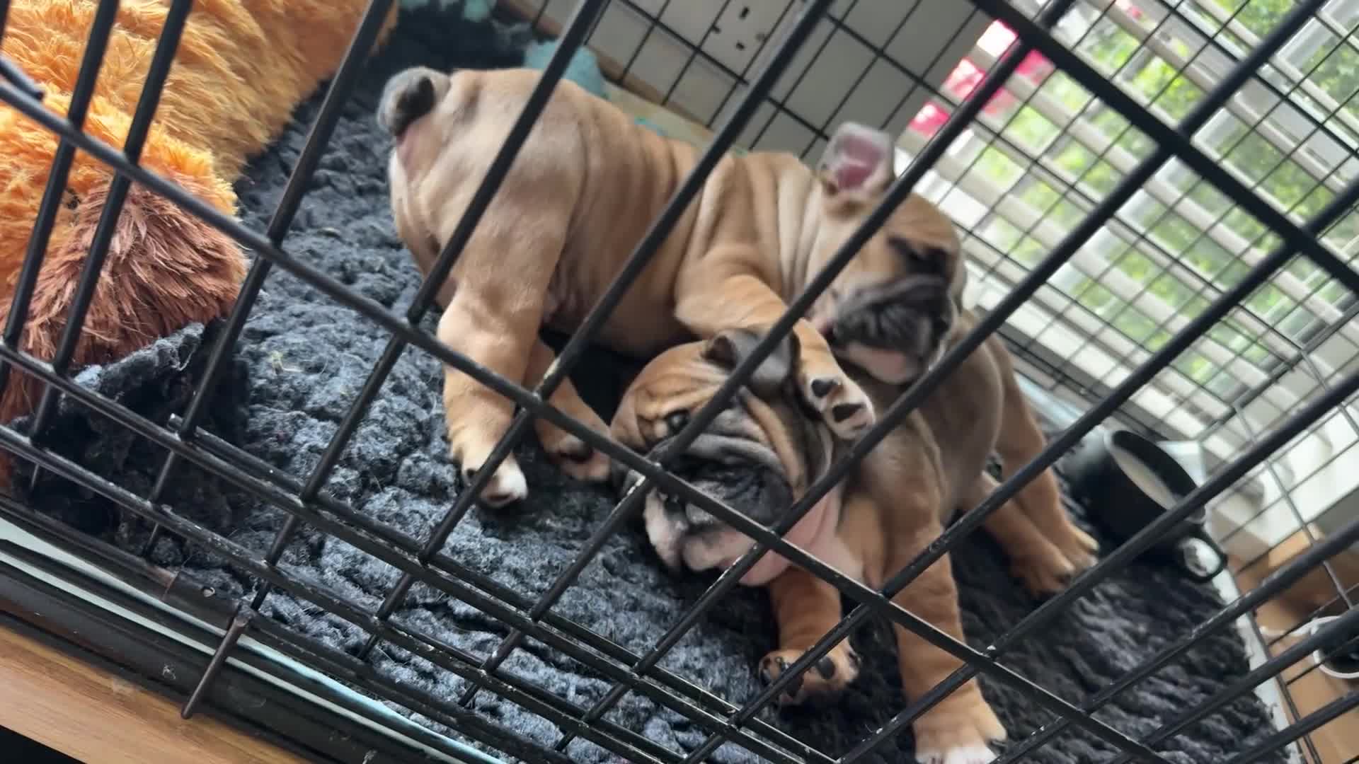English Bulldog dogs for sale: Ronnie & Reggie 2 Bulldog Pups - Video 1