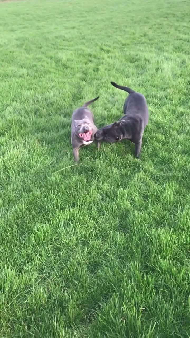 Staffordshire Bull Terrier dogs for sale: Blue Staffordshire puppies - Video 1