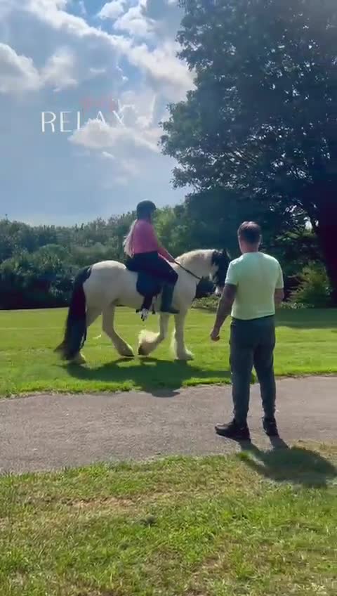 Irish Cob horses for sale: 14.2 Gelding Cob - Video 2