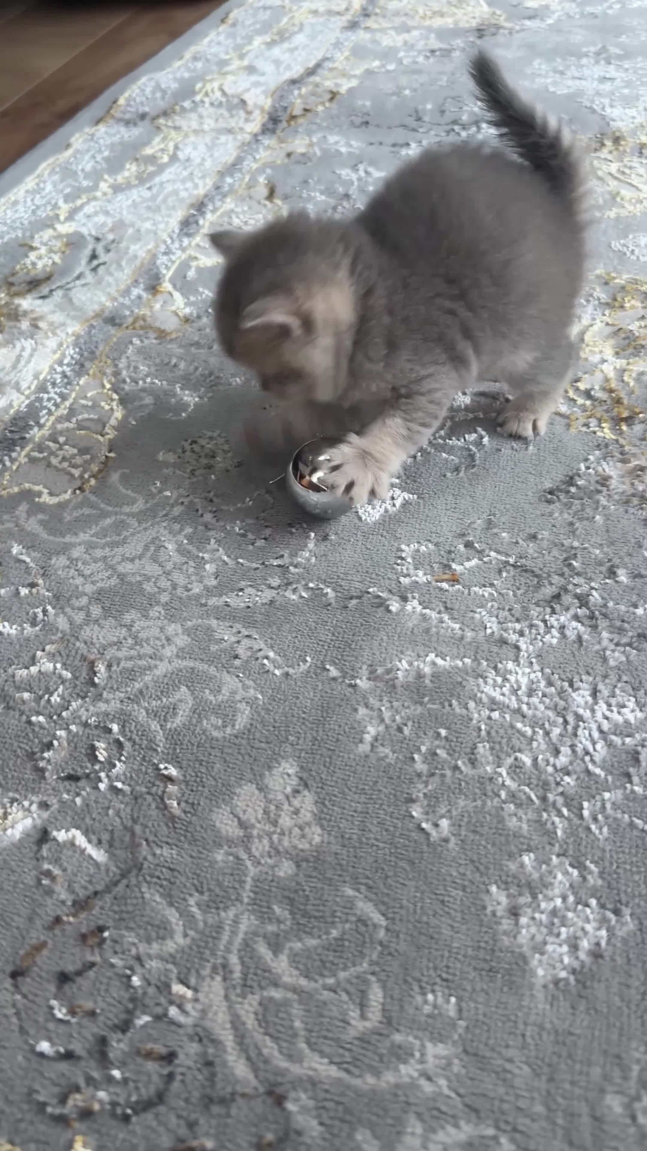 Scottish Fold cats for sale: Discount available ❤️Lovely scotish kittens💕💕💕 - Video 1