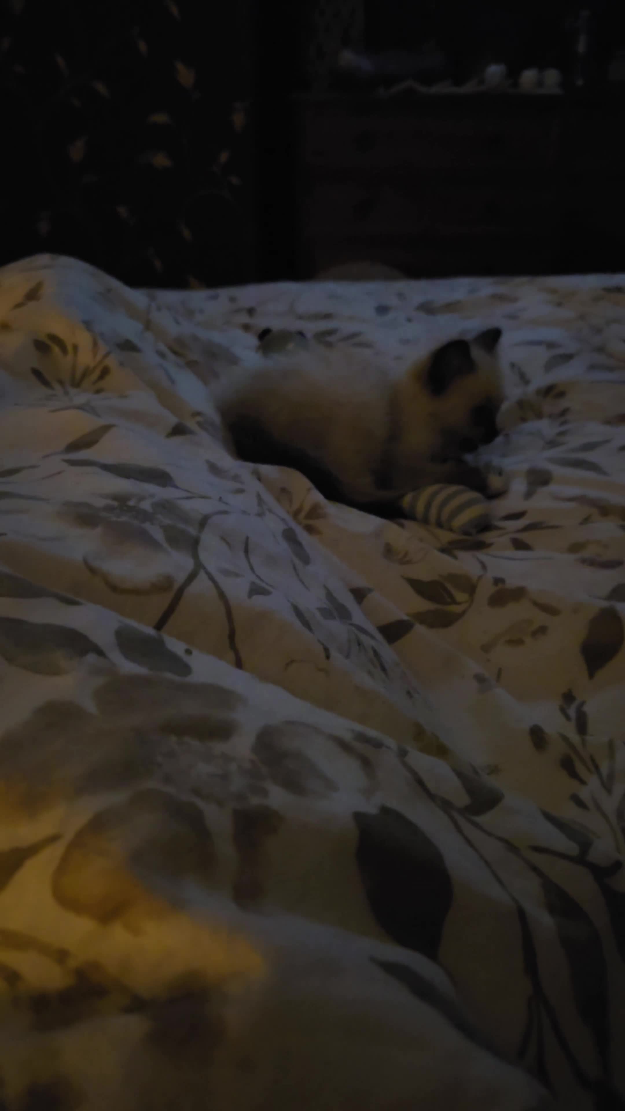 Ragdoll cats for sale: GCCF REGISTERED PEDIGREE RAGDOLL KITTENS  - Video 1