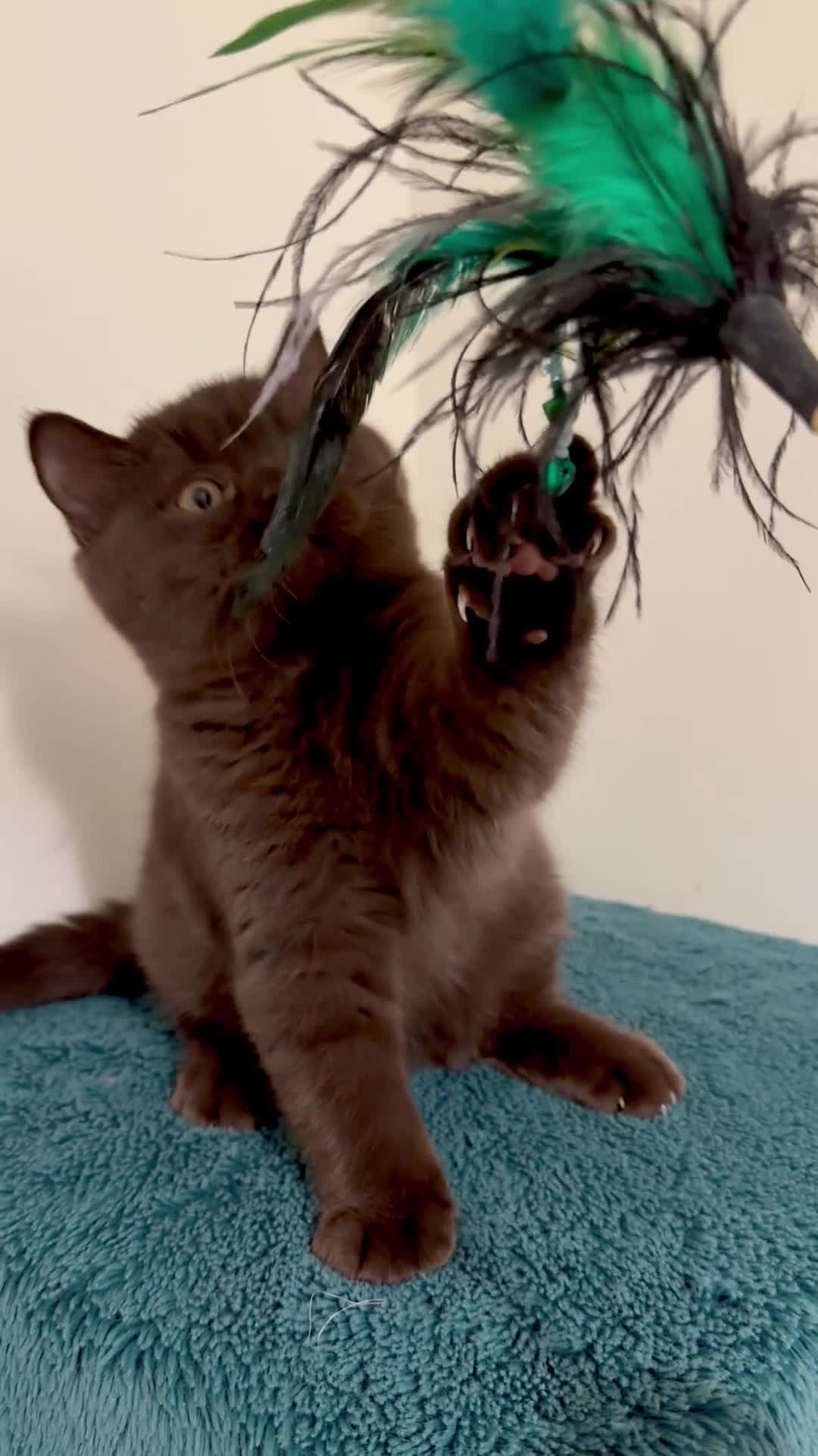 British Shorthair cats for sale: BSH chocolate boys TICA registration  - Video 1