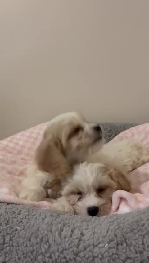 Cavachon dogs for sale: Health tested F1 cavachons  - Video 3