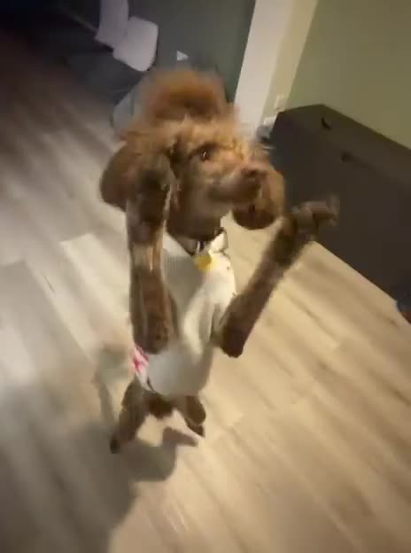 Poodle dogs for sale: Beautiful Moyan poodle  - Video 1