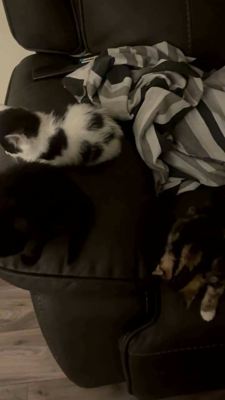 Domestic Shorthair cats for sale: 4 kittens in Telford - Video 1