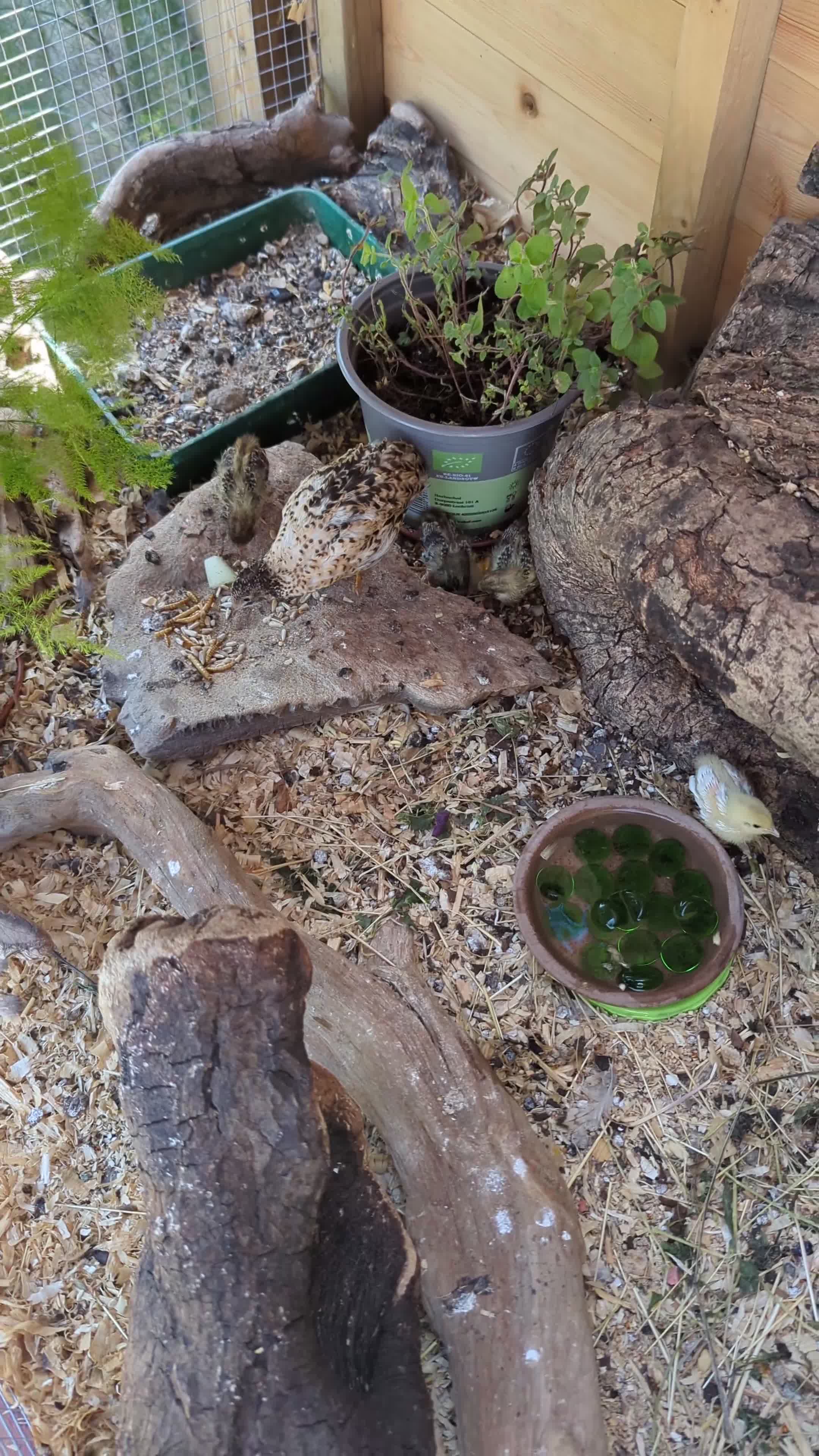 Quail poultry for sale: Chinese painted quail  in Seaham - Video 1