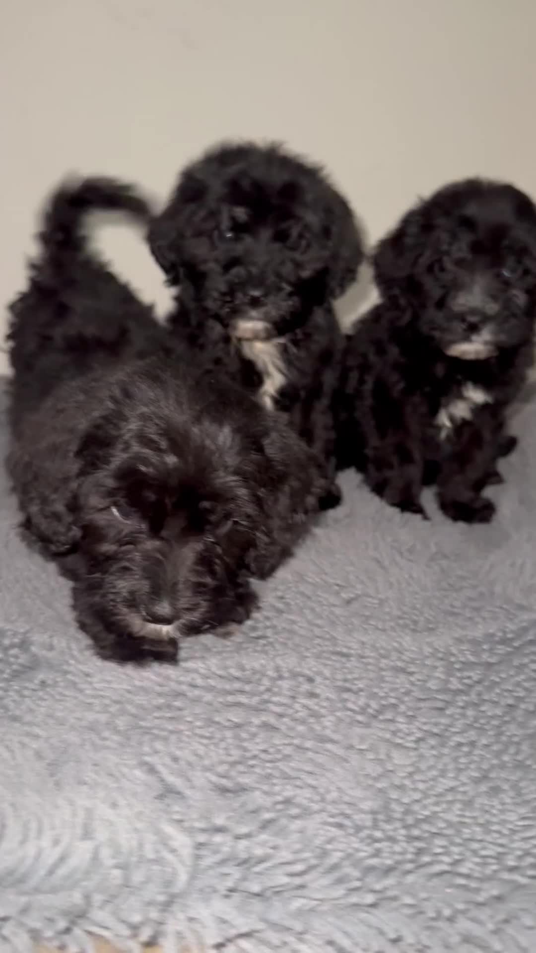 Sheepadoodle dogs for sale: Micro-mini Sheepadoodle reduced !!!!! - Video 1