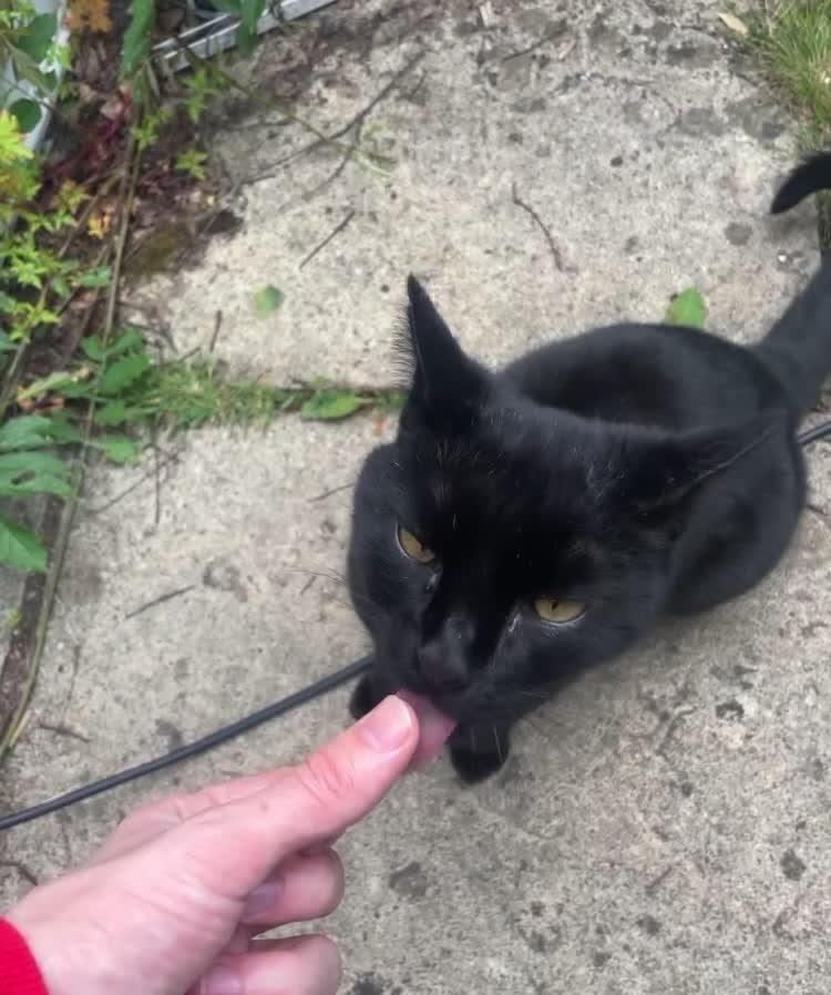 Bombay cats for sale: Lovely Besley - Video 1