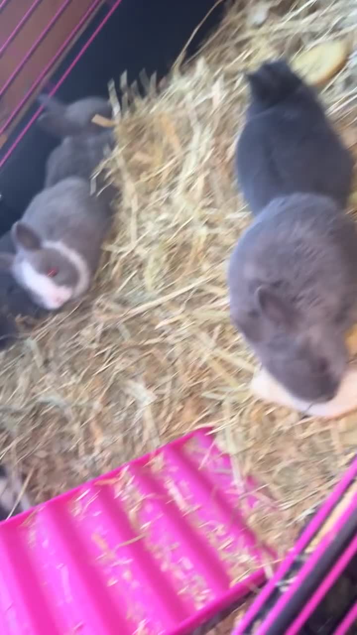 Netherland Dwarf rabbits for sale: Adorable Baby Netherland Dwarf Rabbits - Video 1