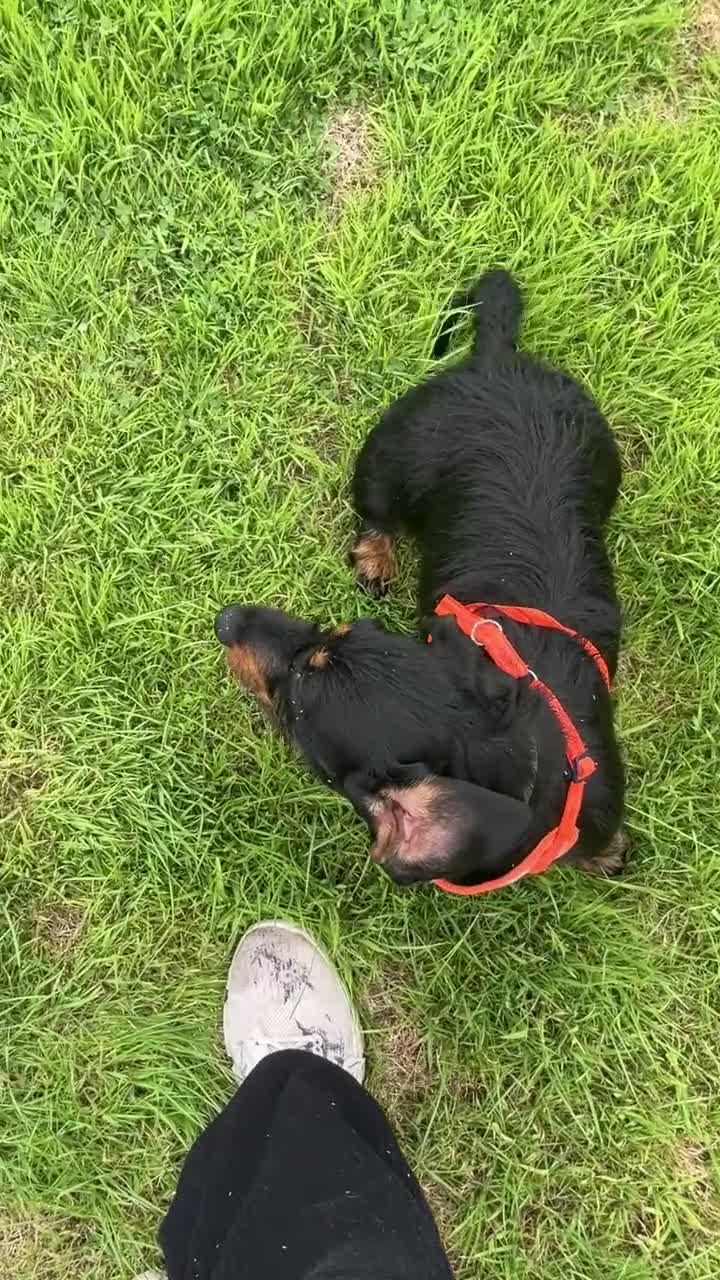 Dachshund dogs for sale: Lollie the Dachshund ⭐ - Video 1