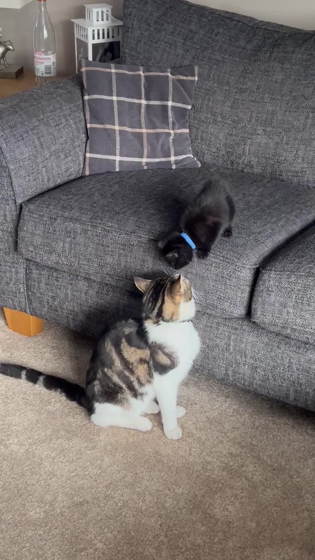Mixed Breed cats for sale: Mix breed kittens - Video 1