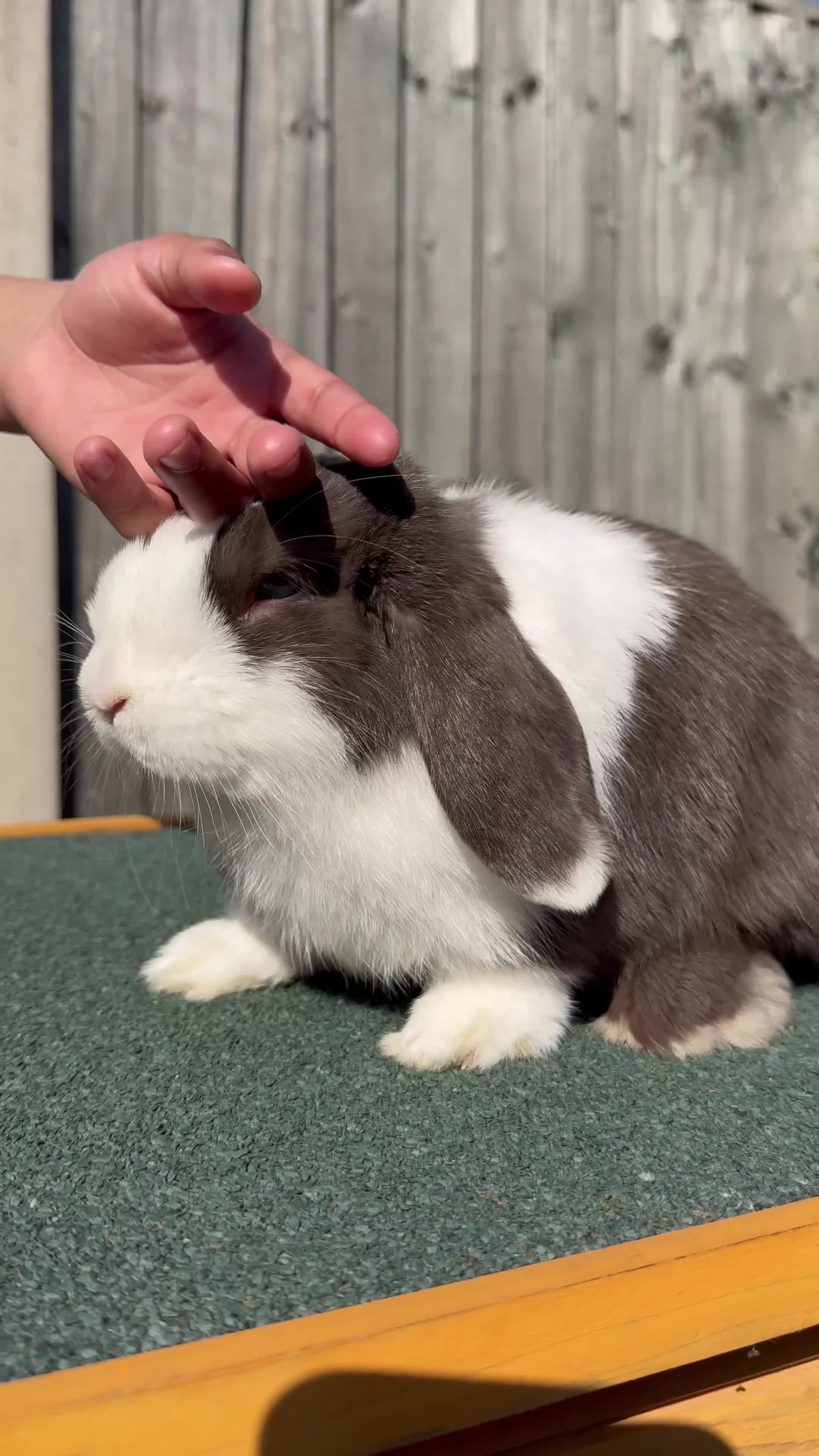 Mini Lop rabbits for sale: Mini lop for sale  - Video 1