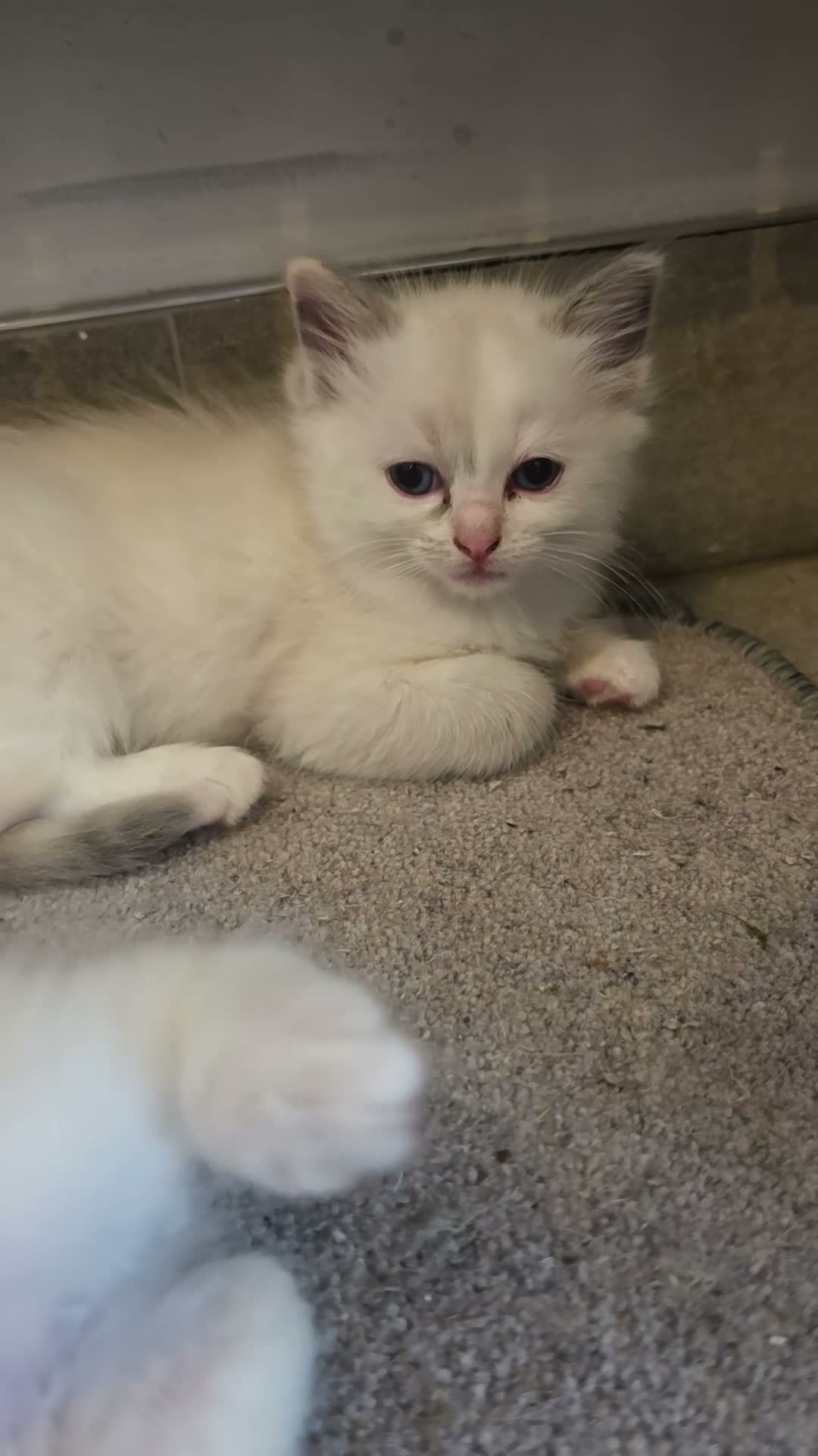 Ragdoll cats for sale: Stunning ragdoll kittens - Video 3