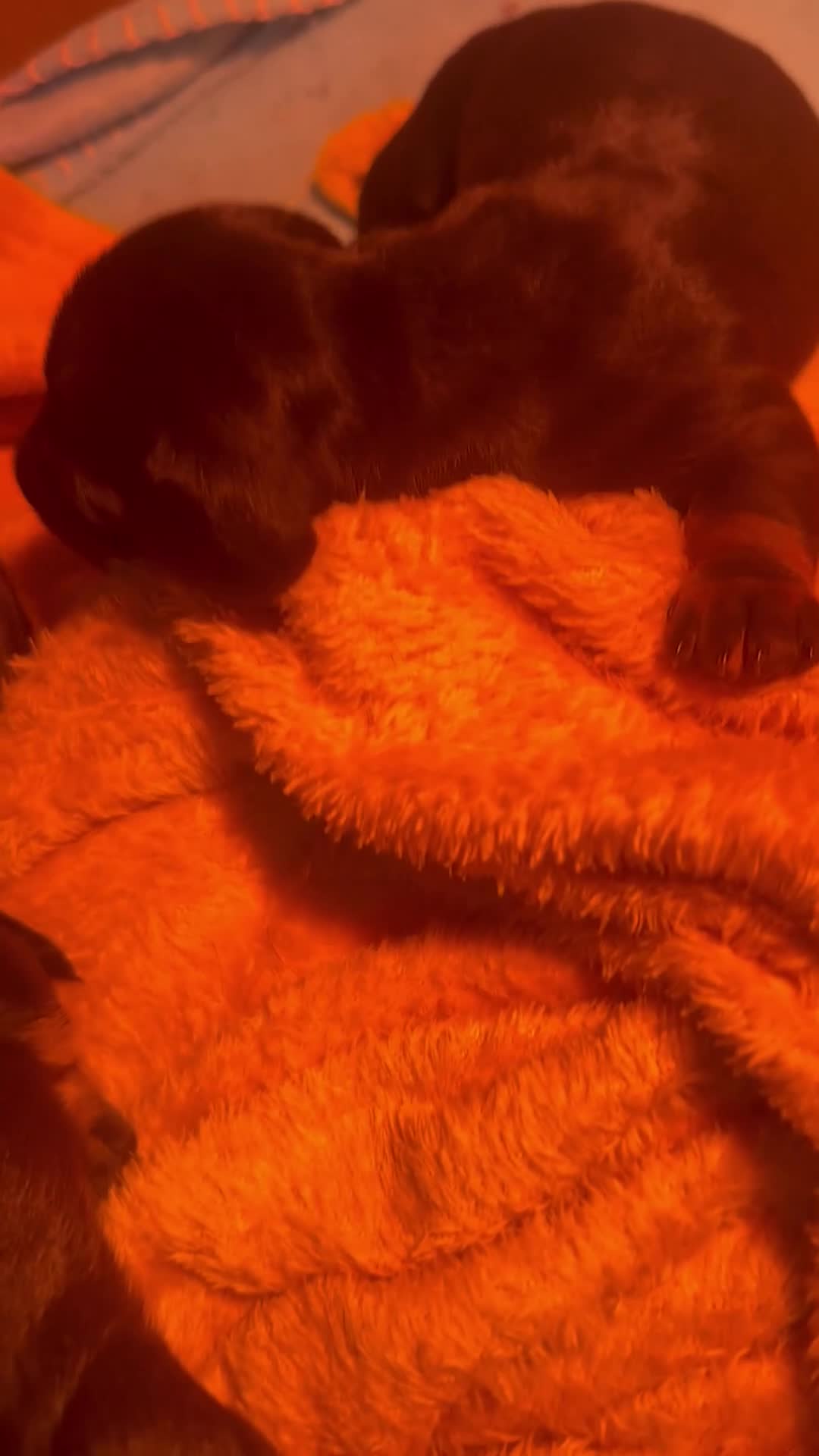 Deerhound dogs for sale: Puppies in Wellingborough - Video 1