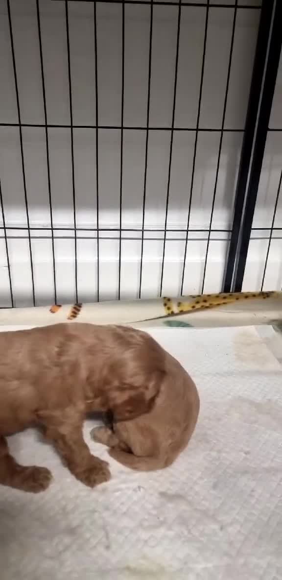 Cavapoo dogs for sale: Cavapoo - Video 1