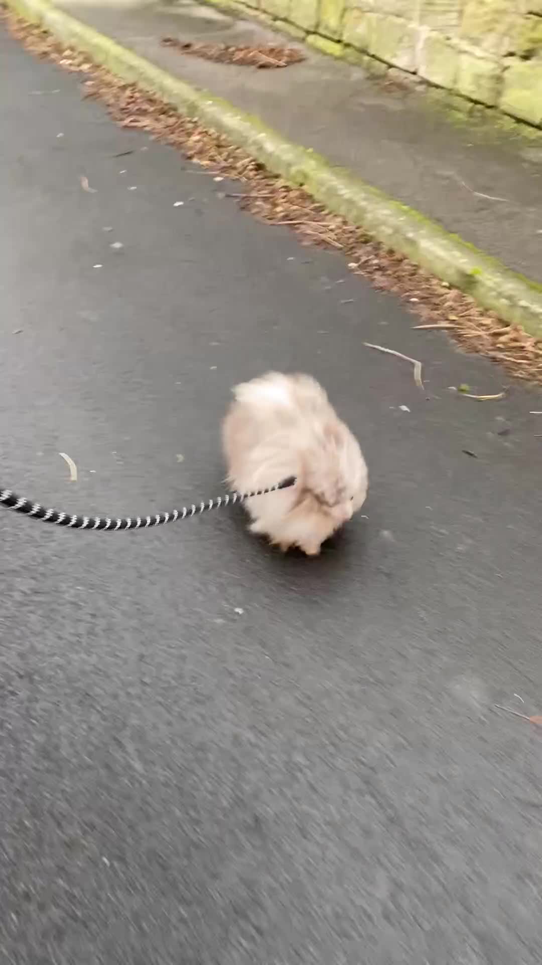 Pomeranian dogs for stud: Tiny 1.2kg lilac & tan merle Pomeranian stud  in Leeds - Video 3