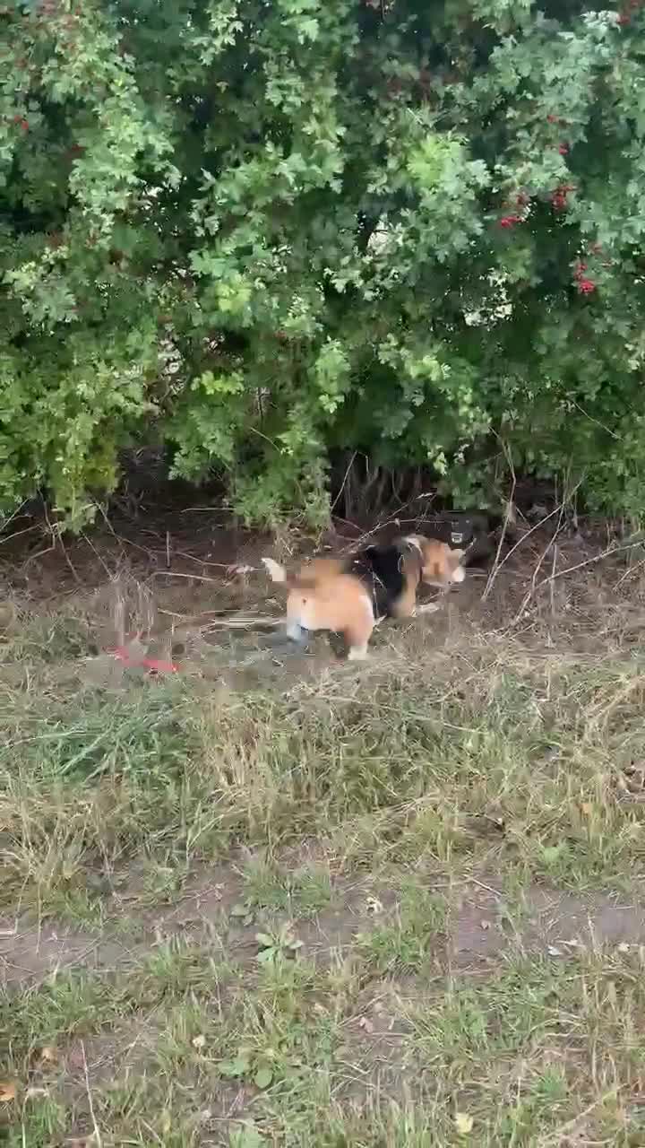 Mixed Breed dogs for adoption: Neffy has flown from Cyprus seeking a loving home  - Video 1