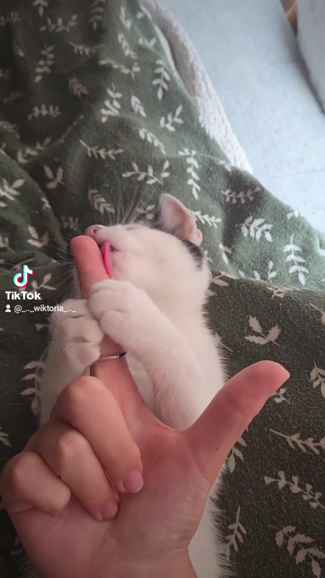 European cats for sale: 6 Kittens ready to find their new homes!! - Video 1
