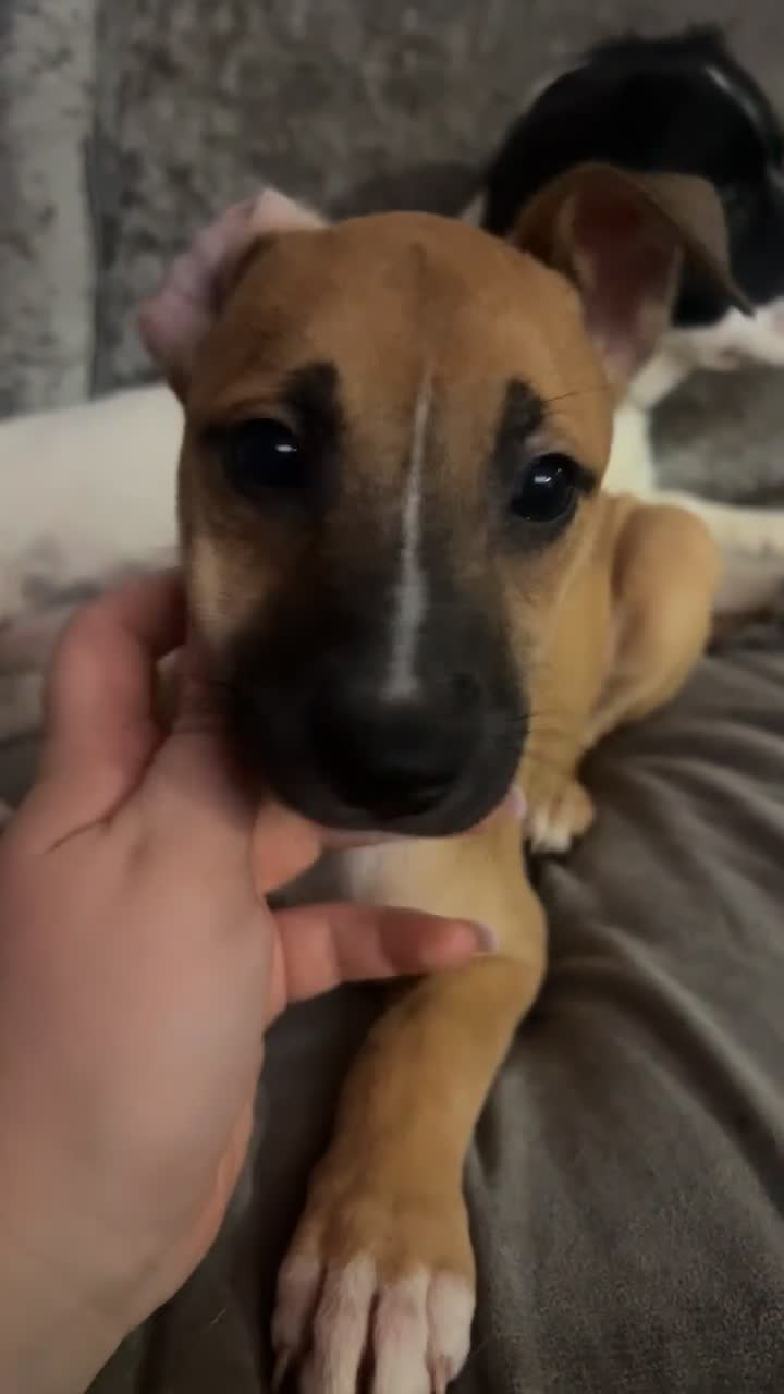 Mixed Breed dogs for sale: belgian malinois  X whippets  - Video 1