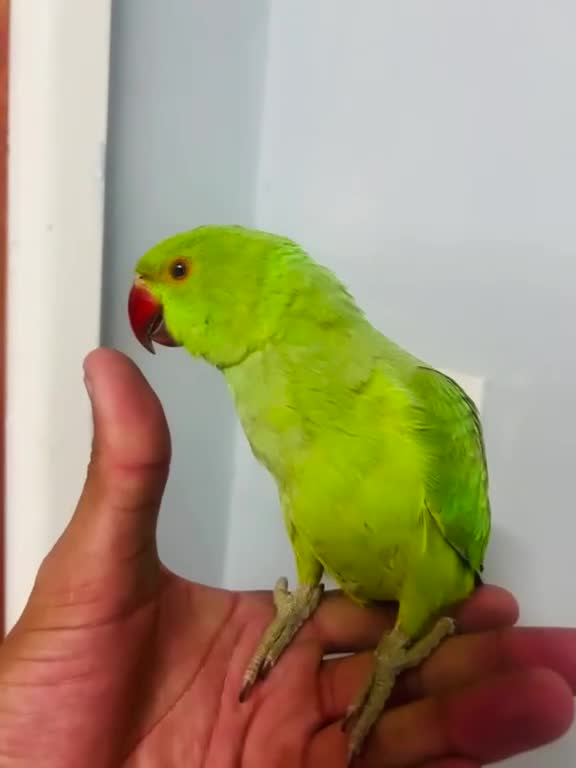Parrots birds for sale: Parrot in Barnsley - Video 1