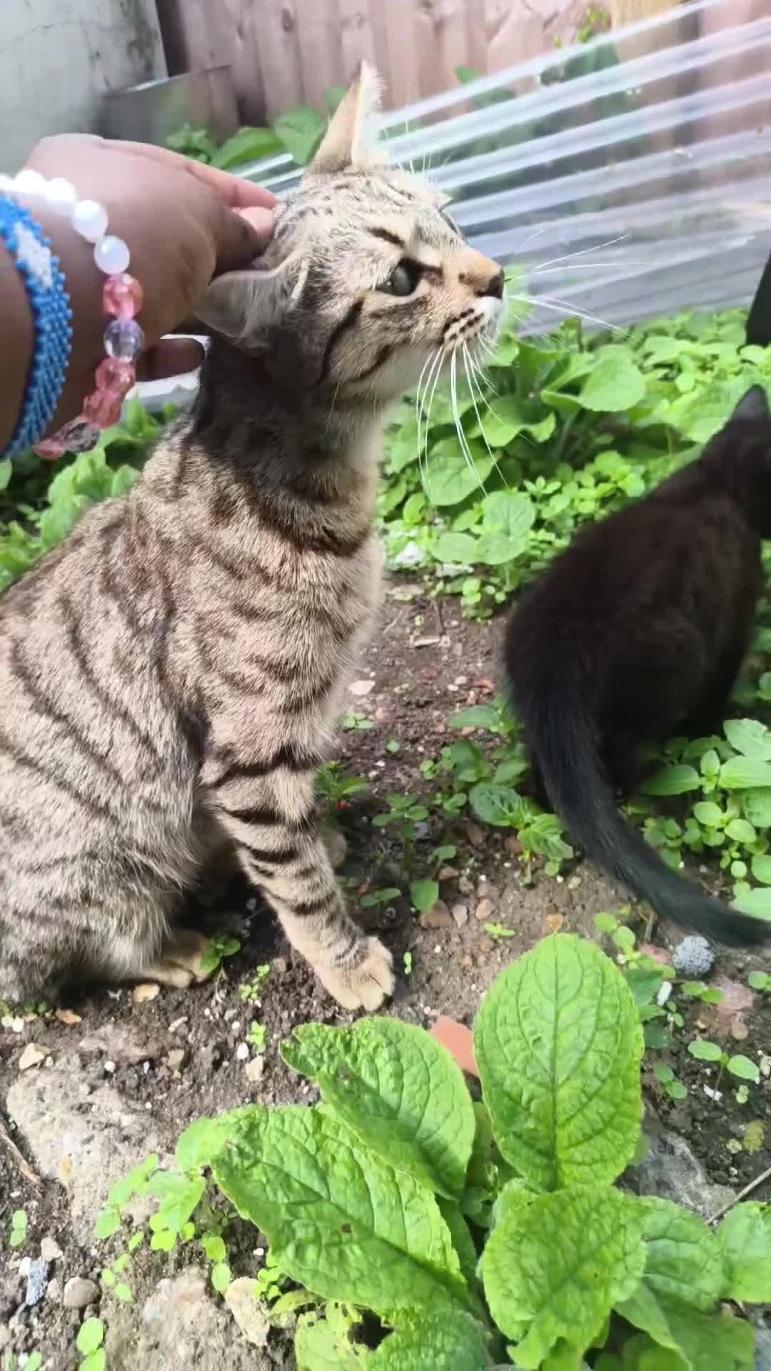 Mixed Breed cats for sale: Beautiful Black Ghost Tabby in London - Video 2