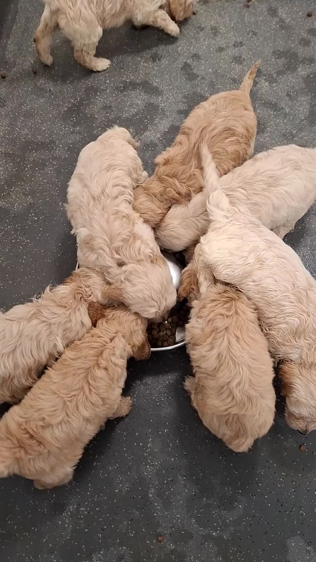 Goldendoodle dogs for sale: F1 Goldendoodle's - Video 3