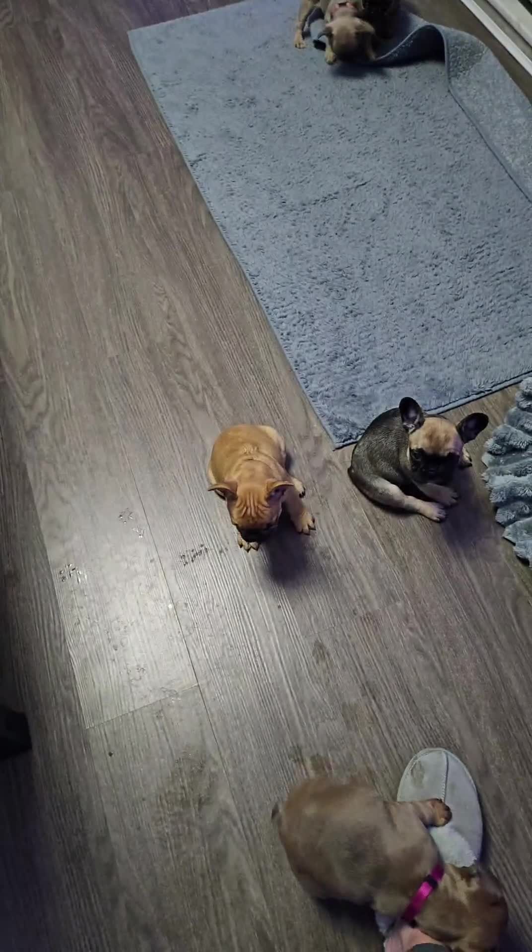 French Bulldog dogs for sale: Gorgeous french bulldogs - Video 1