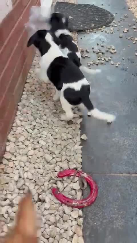 Mixed Breed dogs for sale: 1 puppy left!  Border terrier/cocker spaniel pup - Video 1