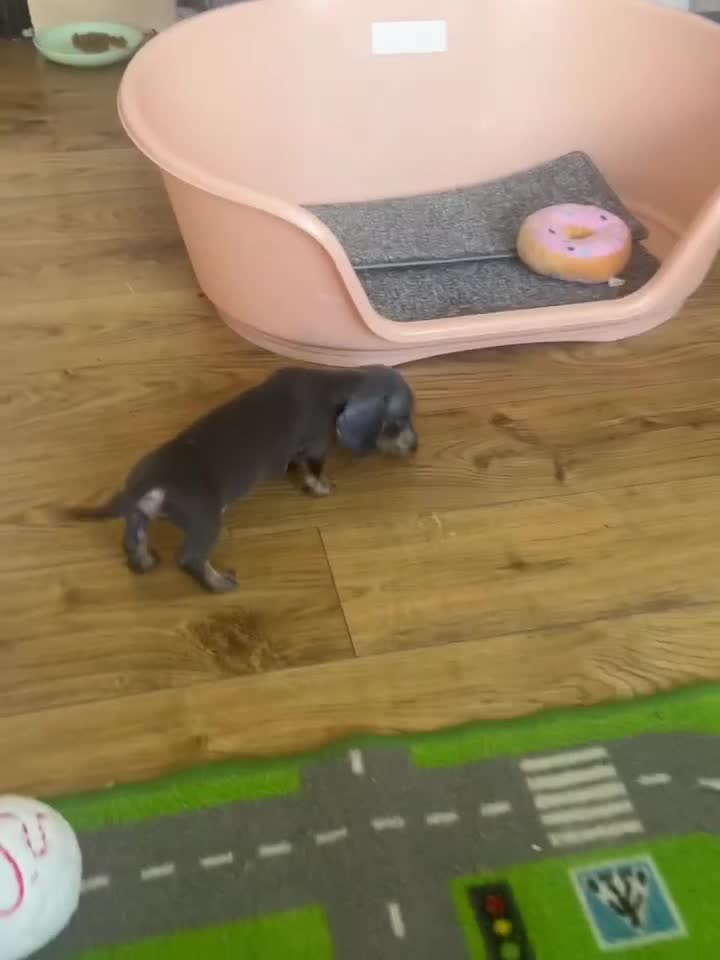 Dachshund dogs for sale: Puppy  - Video 1