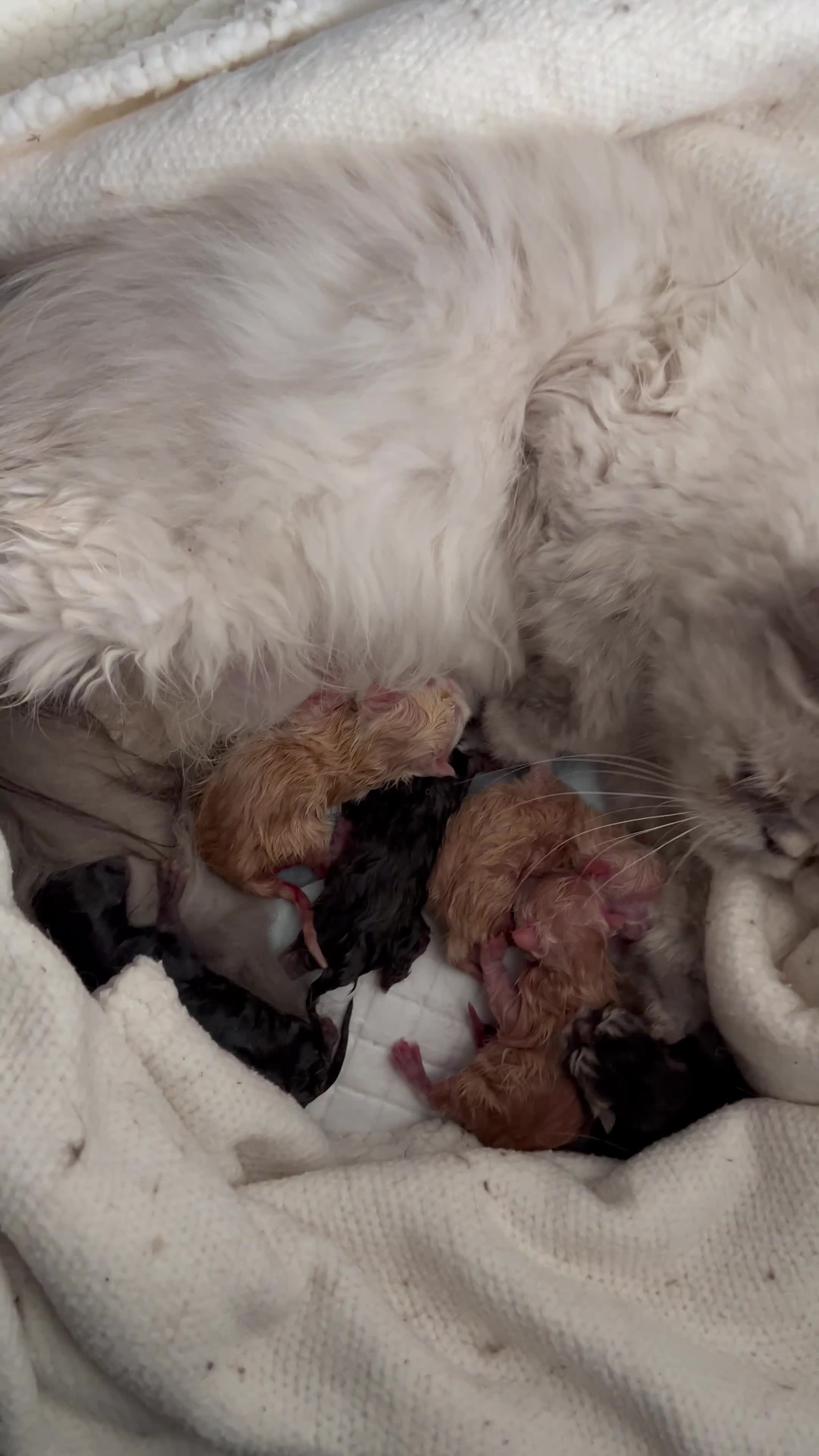 Persian cats for sale: 🐾 Adorable Persian Chinchilla Kittens  - Video 1