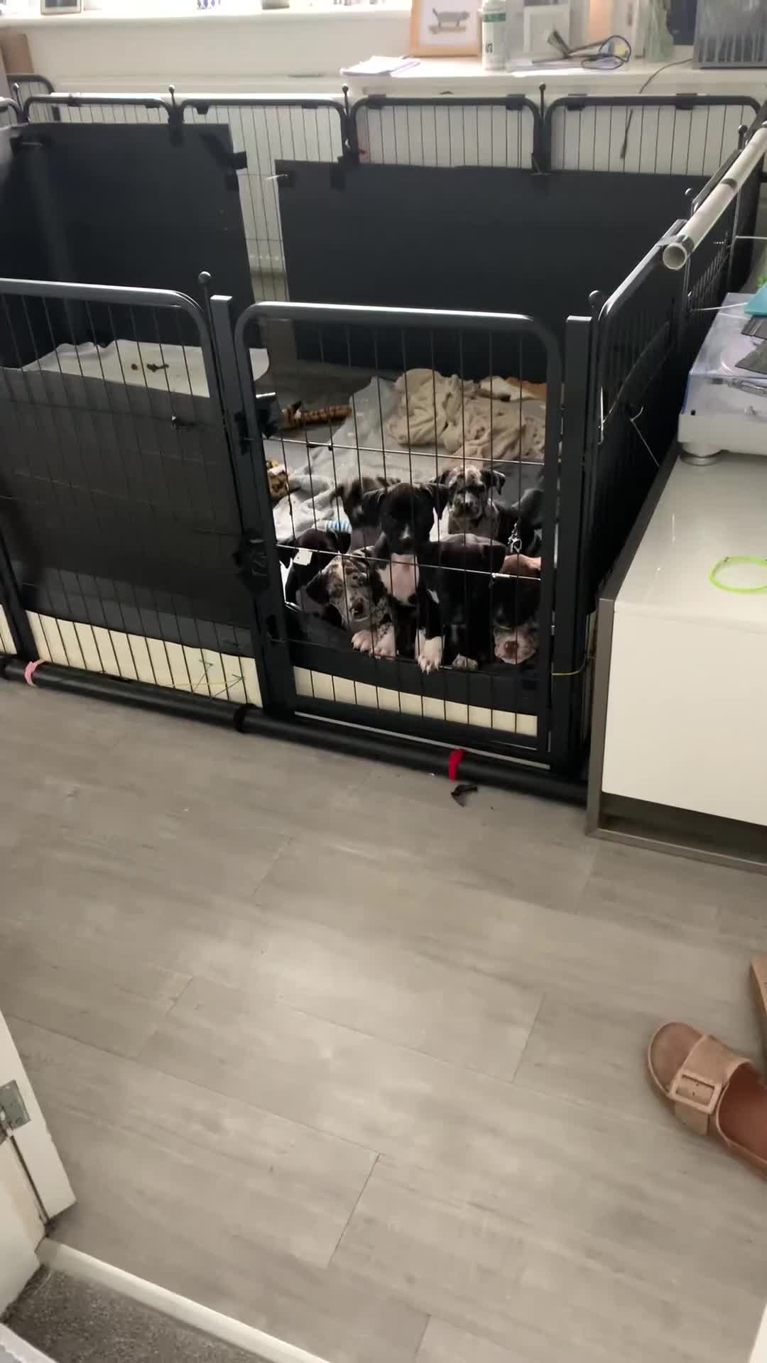 Mixed Breed dogs for sale: American Staffordshire Terrier Cross Puppies - Video 2