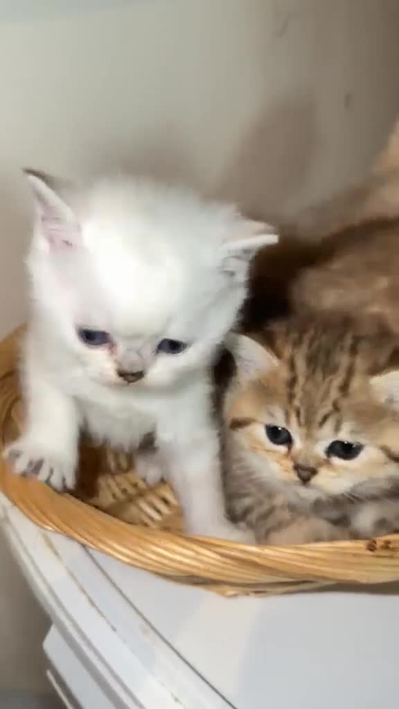 British Shorthair cats for sale: British Longhair & British Shorthair Kittens - Video 4