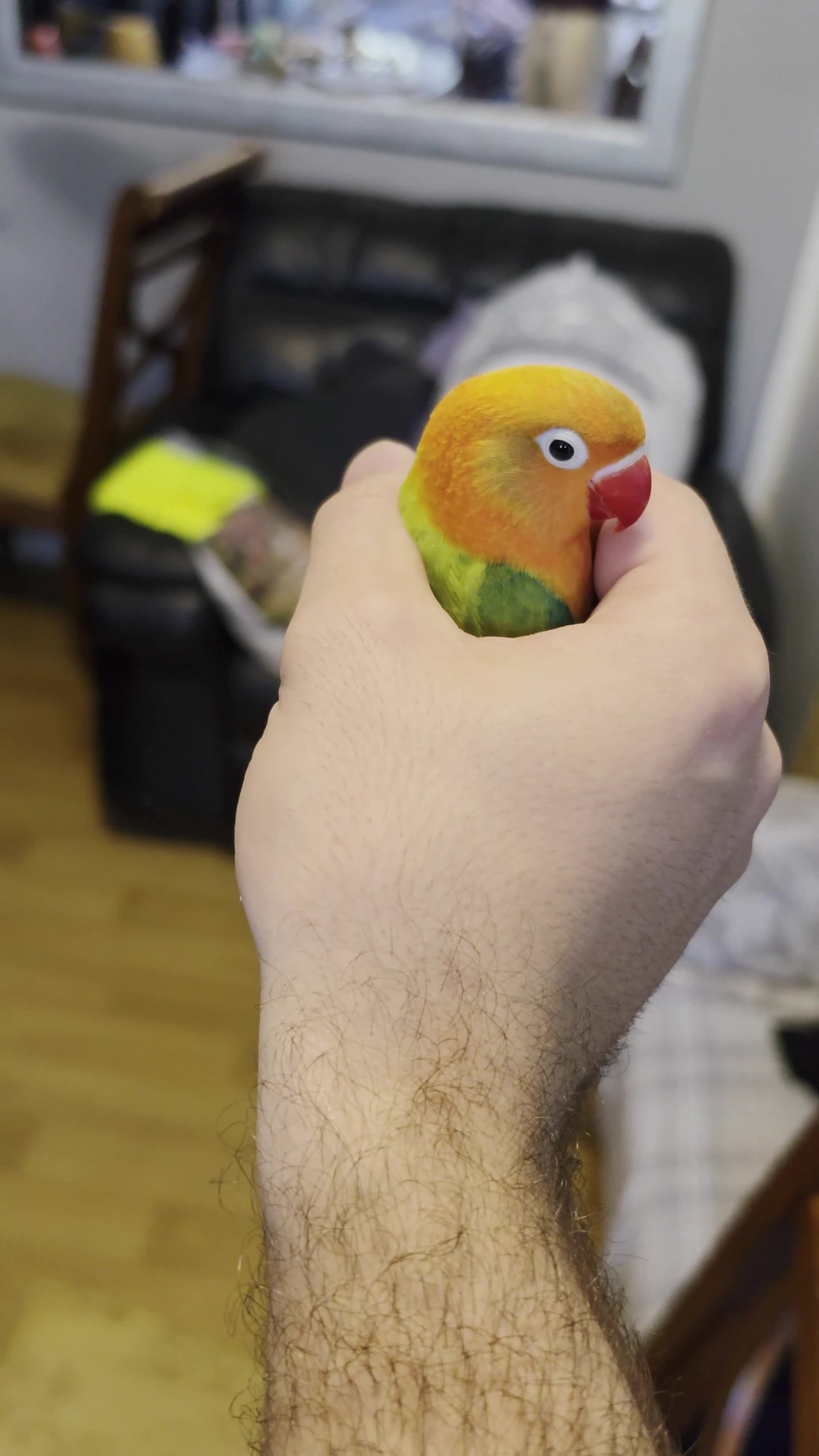 Cockatiels birds for sale: Female black and white Cockatiel for sale in London - Video 1