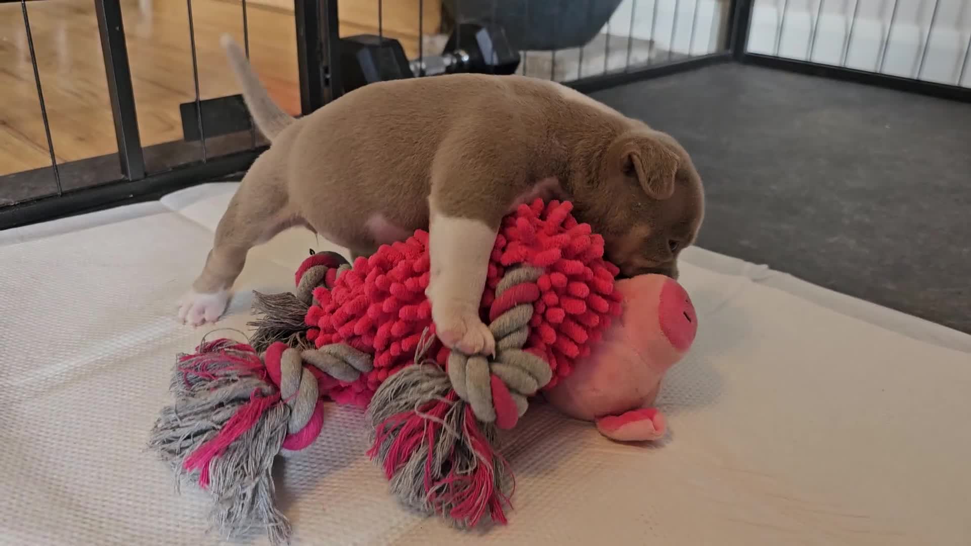 American Bully dogs for sale: Cowboyline pocket bullies  - Video 1