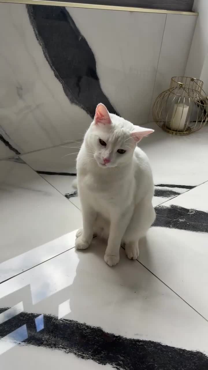Ragdoll cats for sale: Ragdoll cat  - Video 1