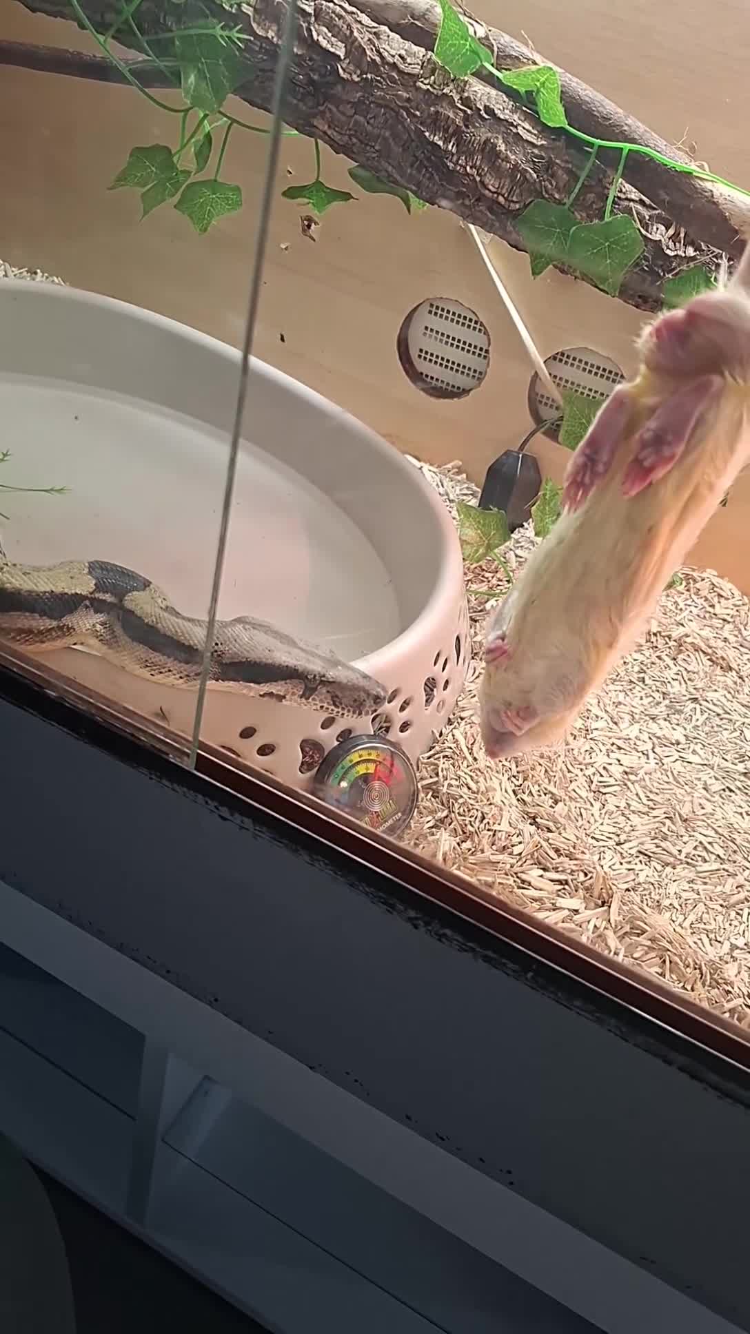 Boa Snake reptiles for sale: Boa constrictor  in Rossendale - Video 1