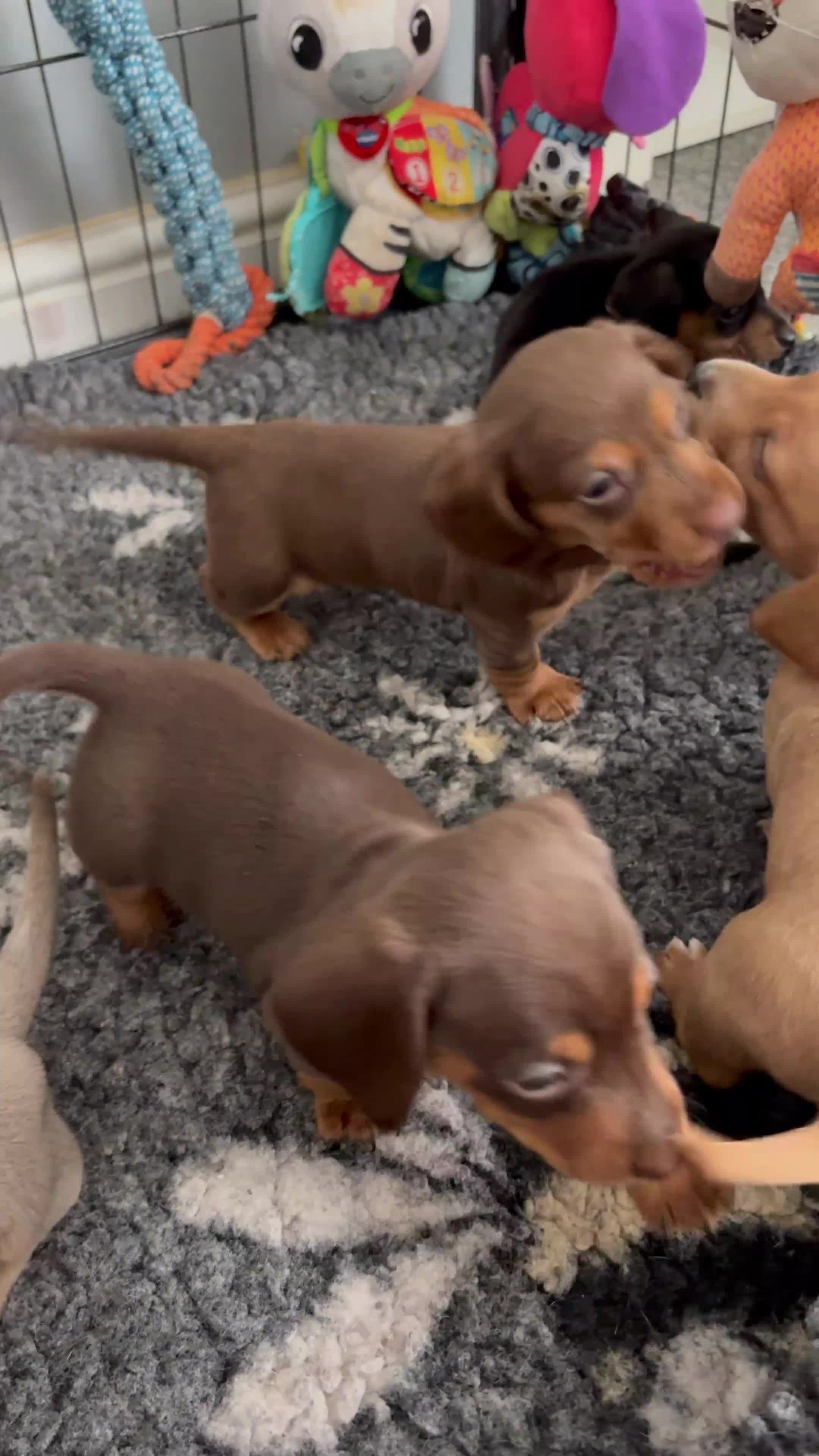 Miniature Dachshund dogs for sale: Beautiful well loved babies  in Peterborough - Video 2
