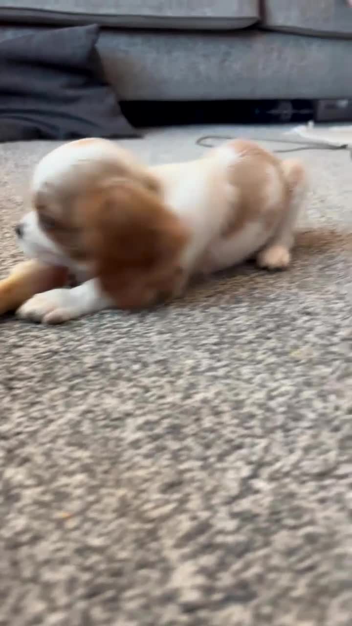 Cavalier King Charles Spaniel dogs for sale: 🐶KC Cavalier King Charles Puppies ready today! 🐶 - Video 1